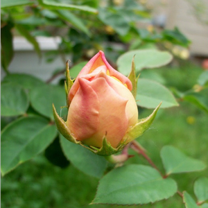 Poзa Эвелин - оранжевая - Английская роза 